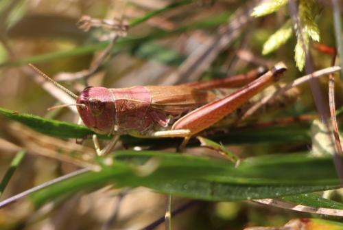 Réf. 212 905 : Pseudochorthippus parallelus